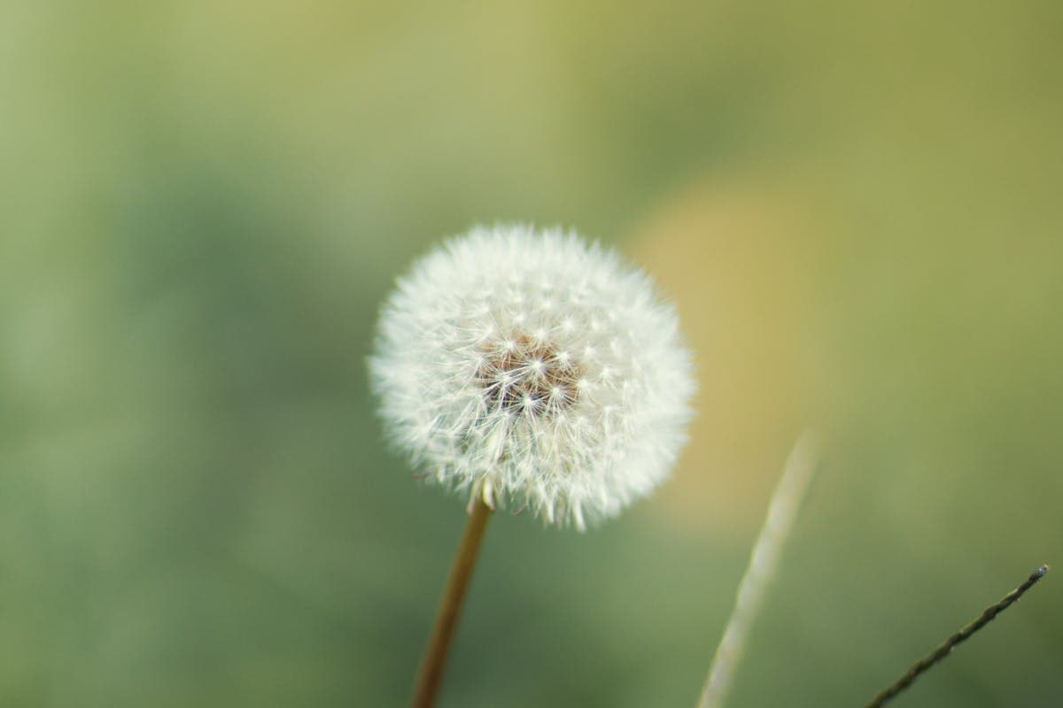 Allergie à l'ambroisie et à l'armoise : le pic de pollens en août
