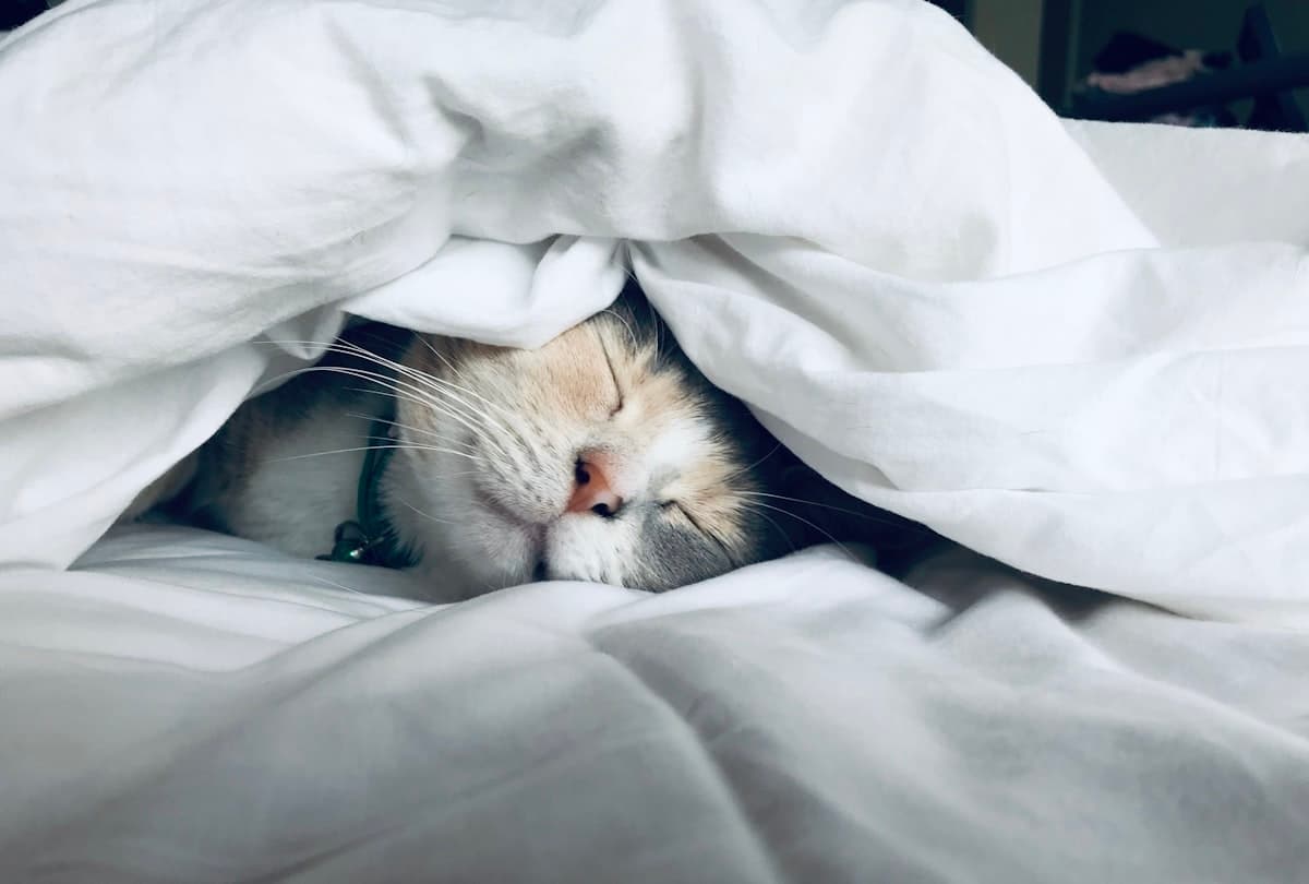 Pourquoi Vous Dormez Mal, Puis Tombez Malade et N'avez Plus d'Énergie ? Ce N'est Pas un Hasard