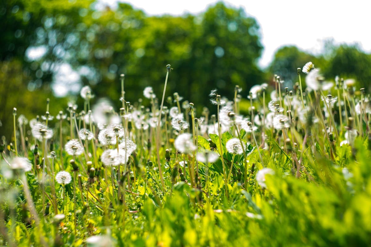 Calendrier pollinique : comment préparer sa trousse pour la saison des allergies
