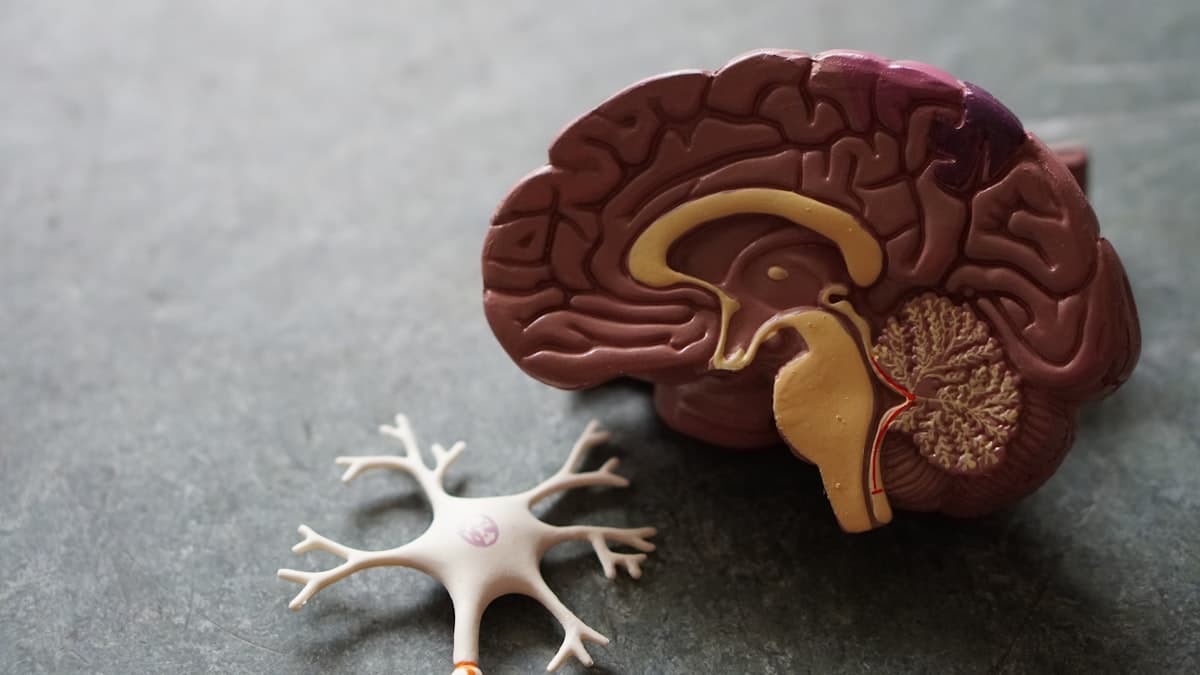 Médicaments contre le cholestérol : statines et alternatives - ce qu'il faut savoir