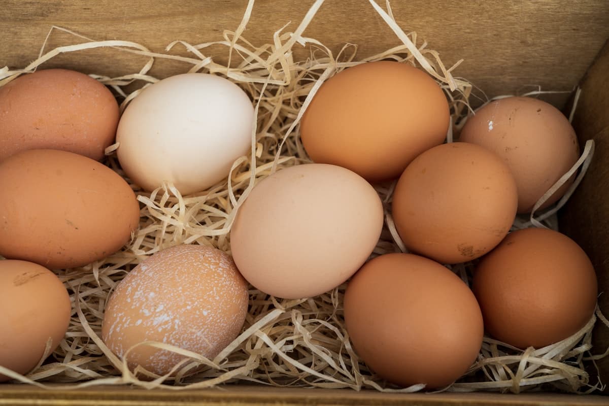 Viande et Oeufs : Pourquoi Ils Sont Si Sains et Comment les Intégrer dans Votre Alimentation